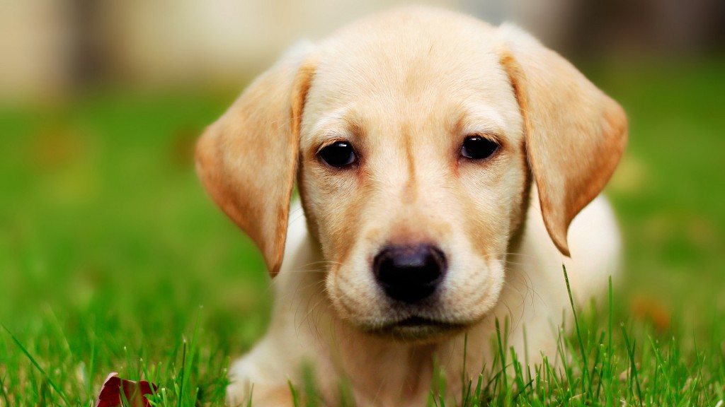 Pet Gates for Dogs